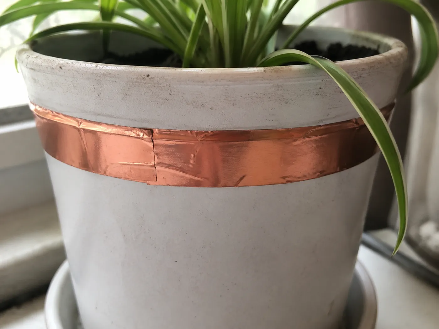 Copper tape wrapped around the rim of a plant pot