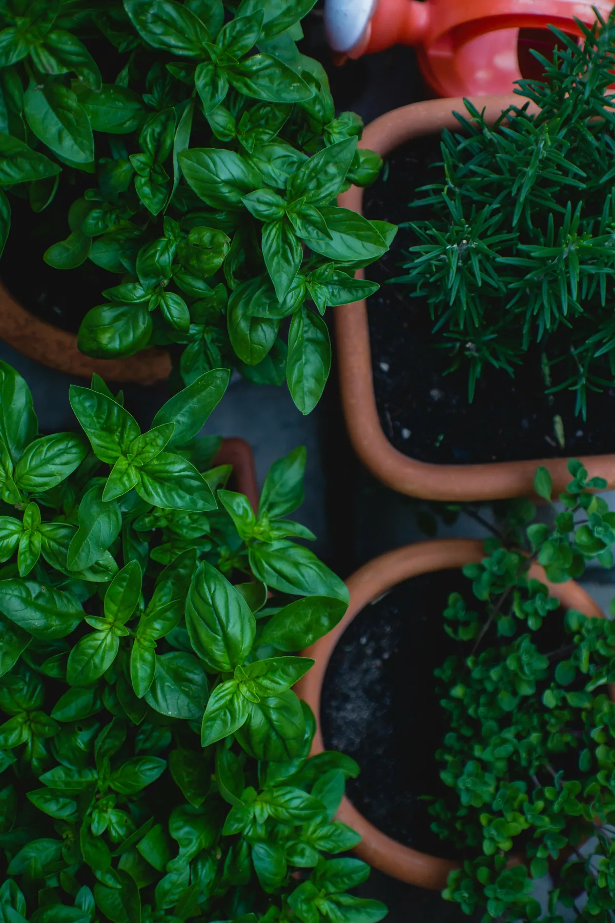 Top-down view of fresh herbs growing in plant pots